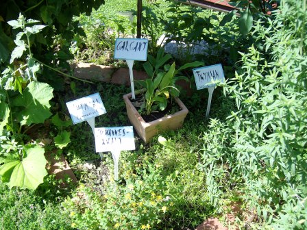 http://www.hildegard-kraeuter-garten.at/media/kraeuterwelt 2010/kraeuter.JPG